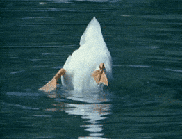 white water GIF