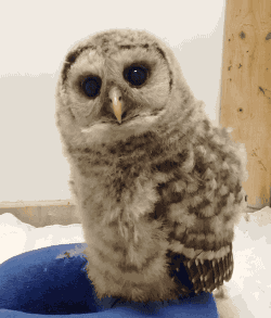 910554a04417c8a3b7473543b1faa3a0.gif