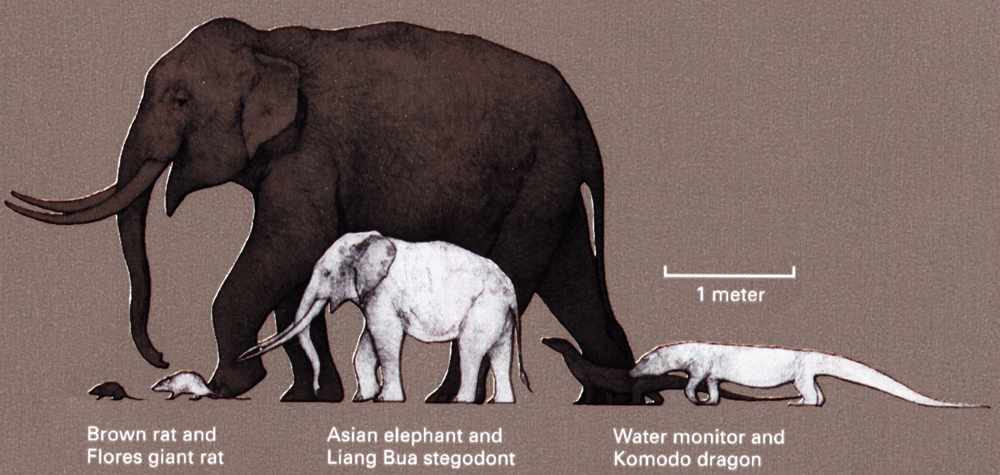 animalsizes.jpg